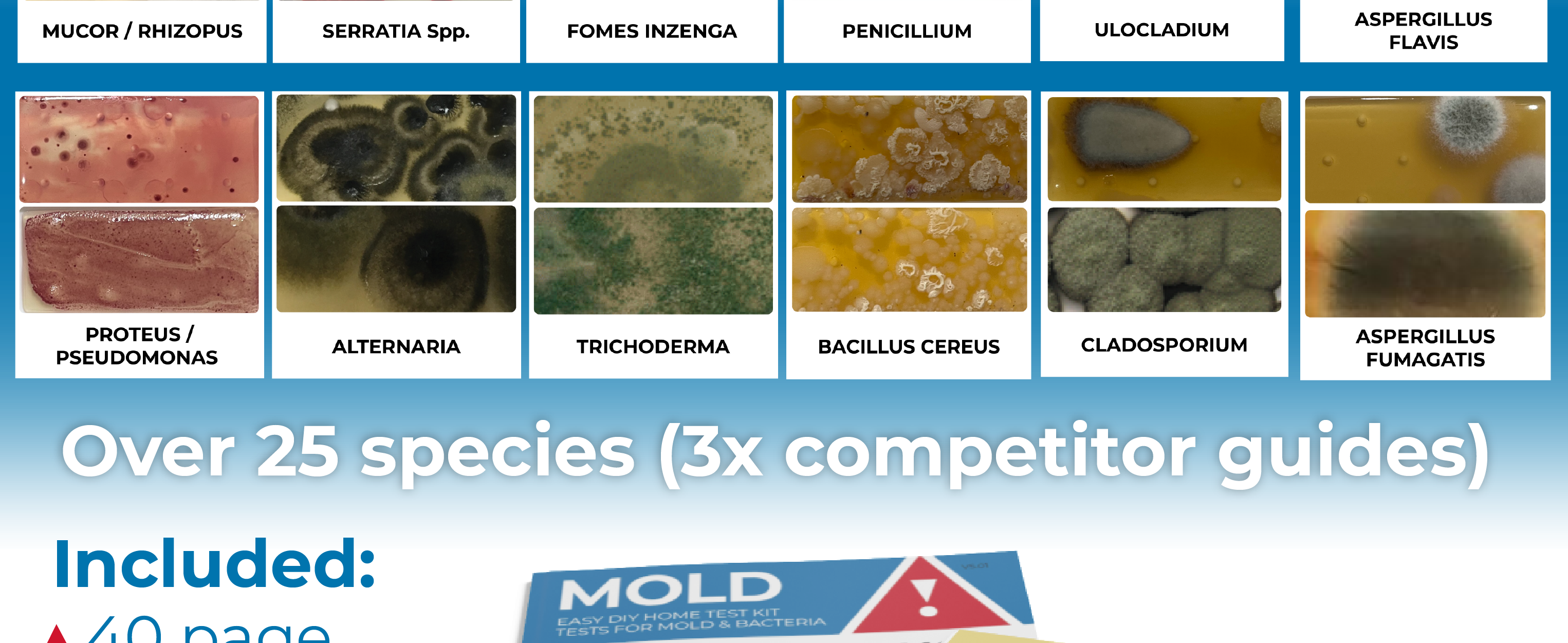 Detekt Rapid Tests