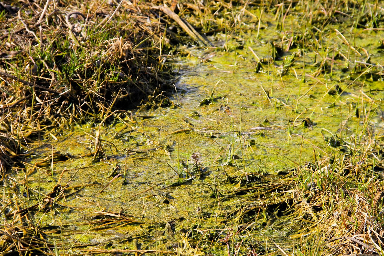 Toxic Algae Blooms—Changing Fishing, Water Safety, and Ecosystems
