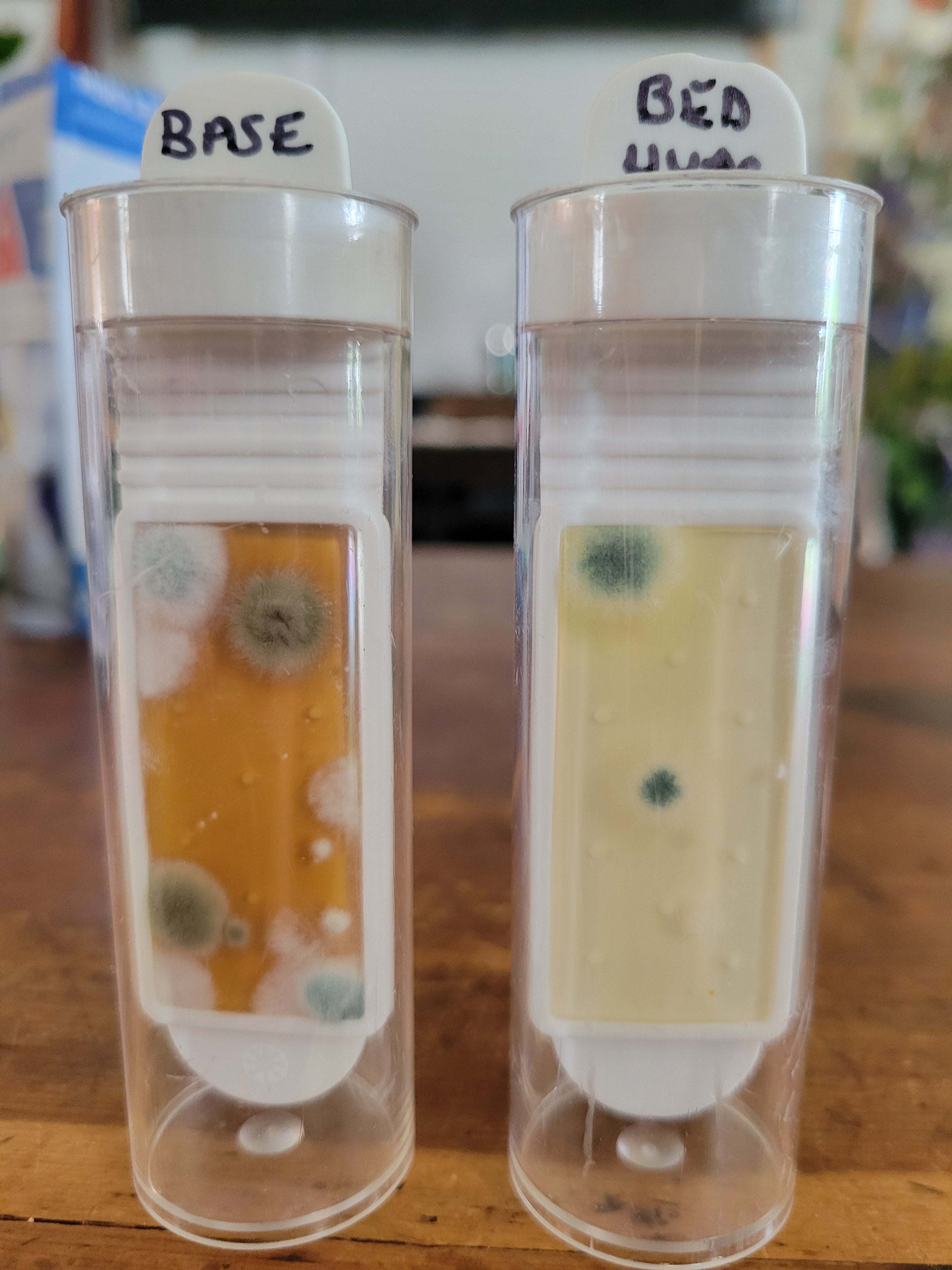 Detekt Rapid Tests