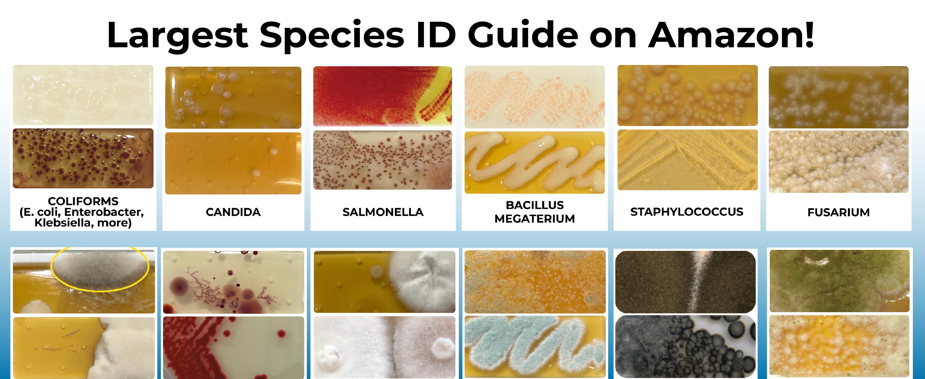 Detekt Rapid Tests