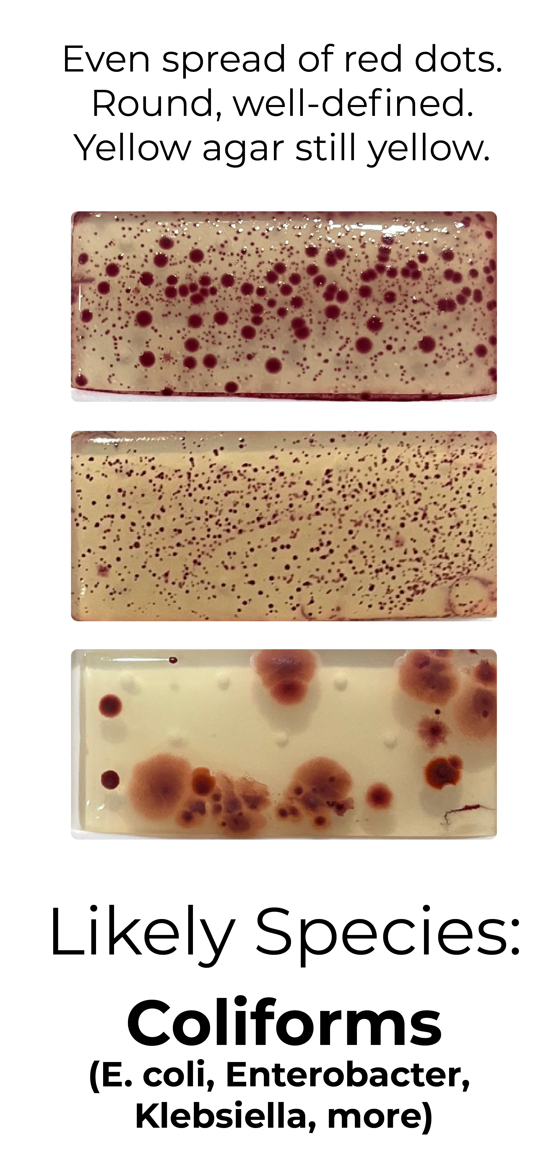 Detekt Rapid Tests