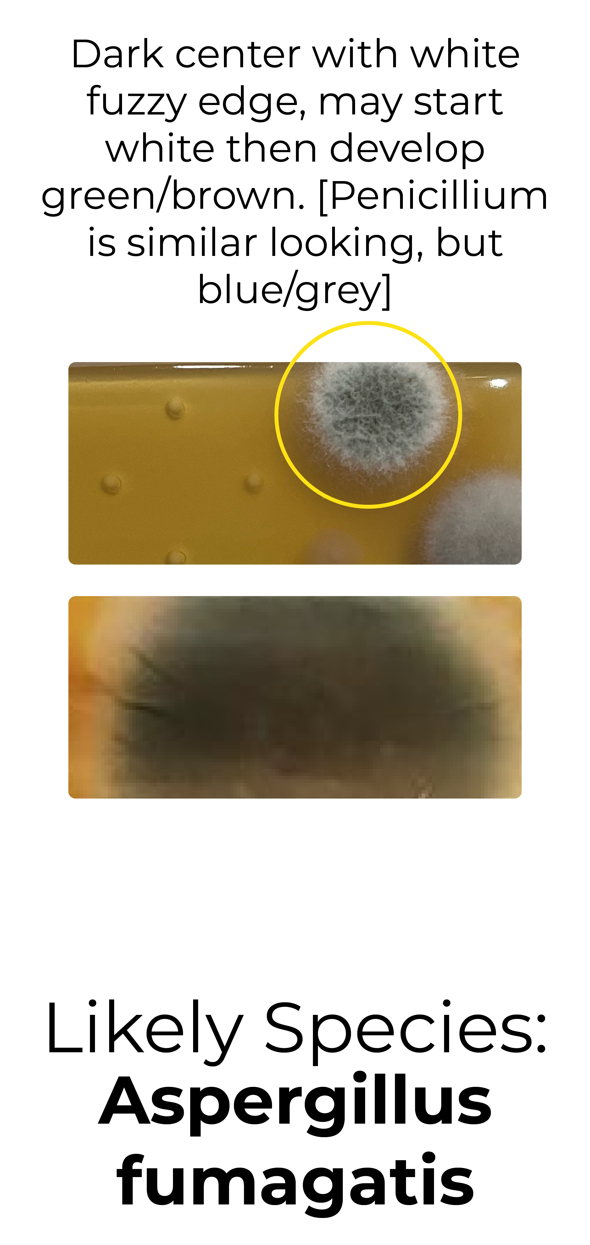 Detekt Rapid Tests