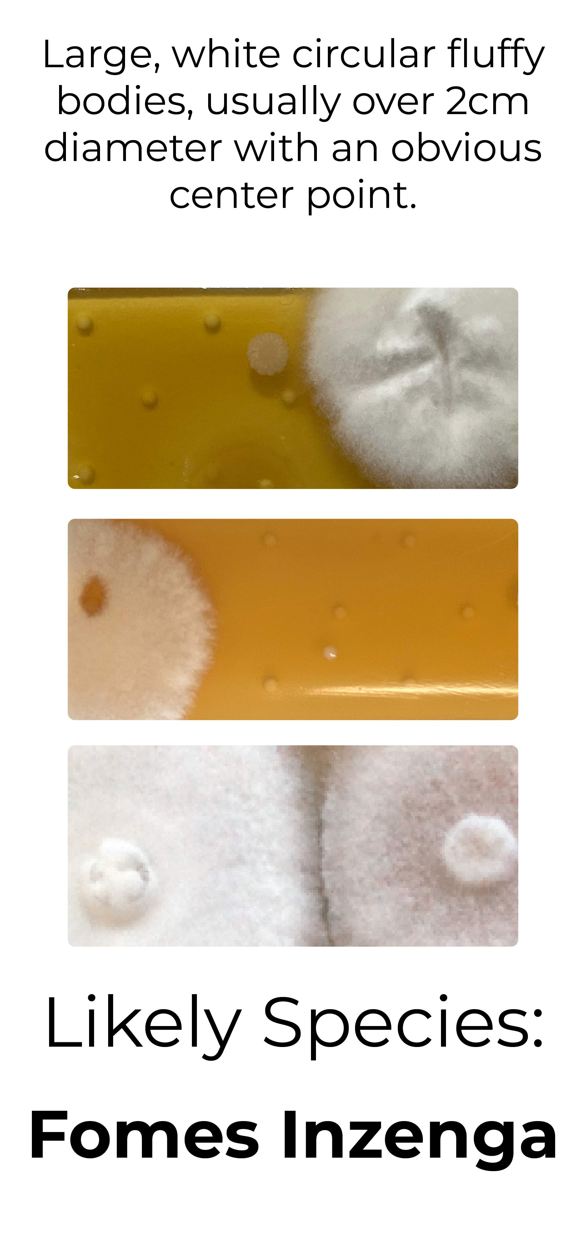 Detekt Rapid Tests