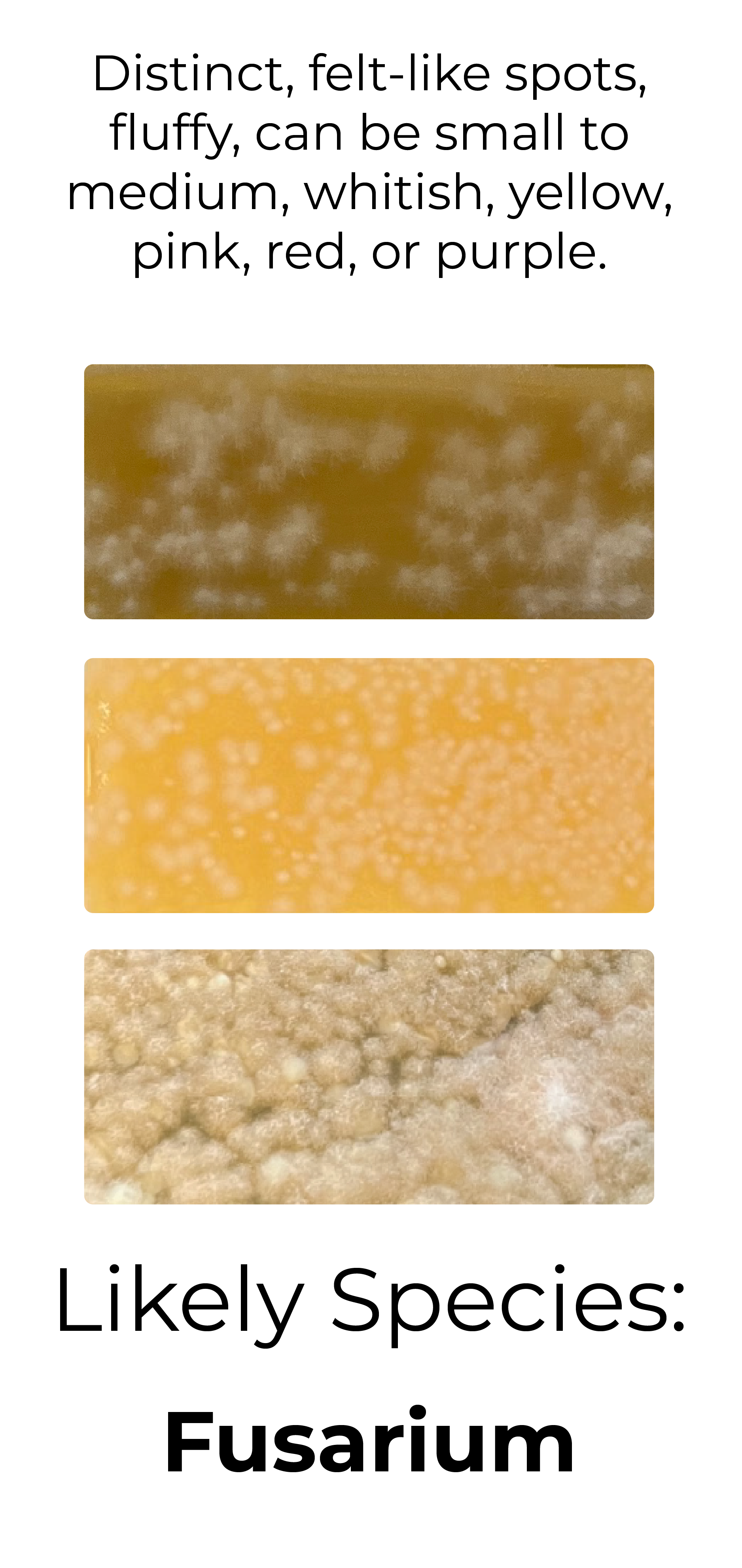 Detekt Rapid Tests