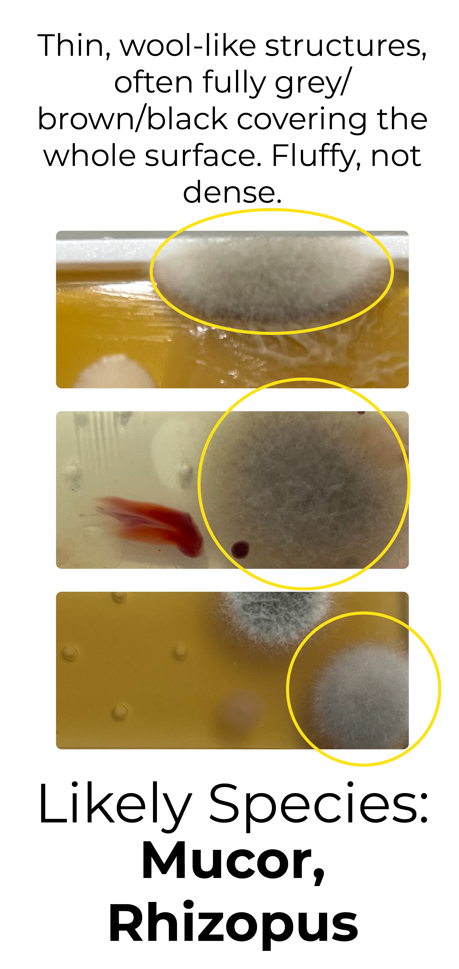 Detekt Rapid Tests