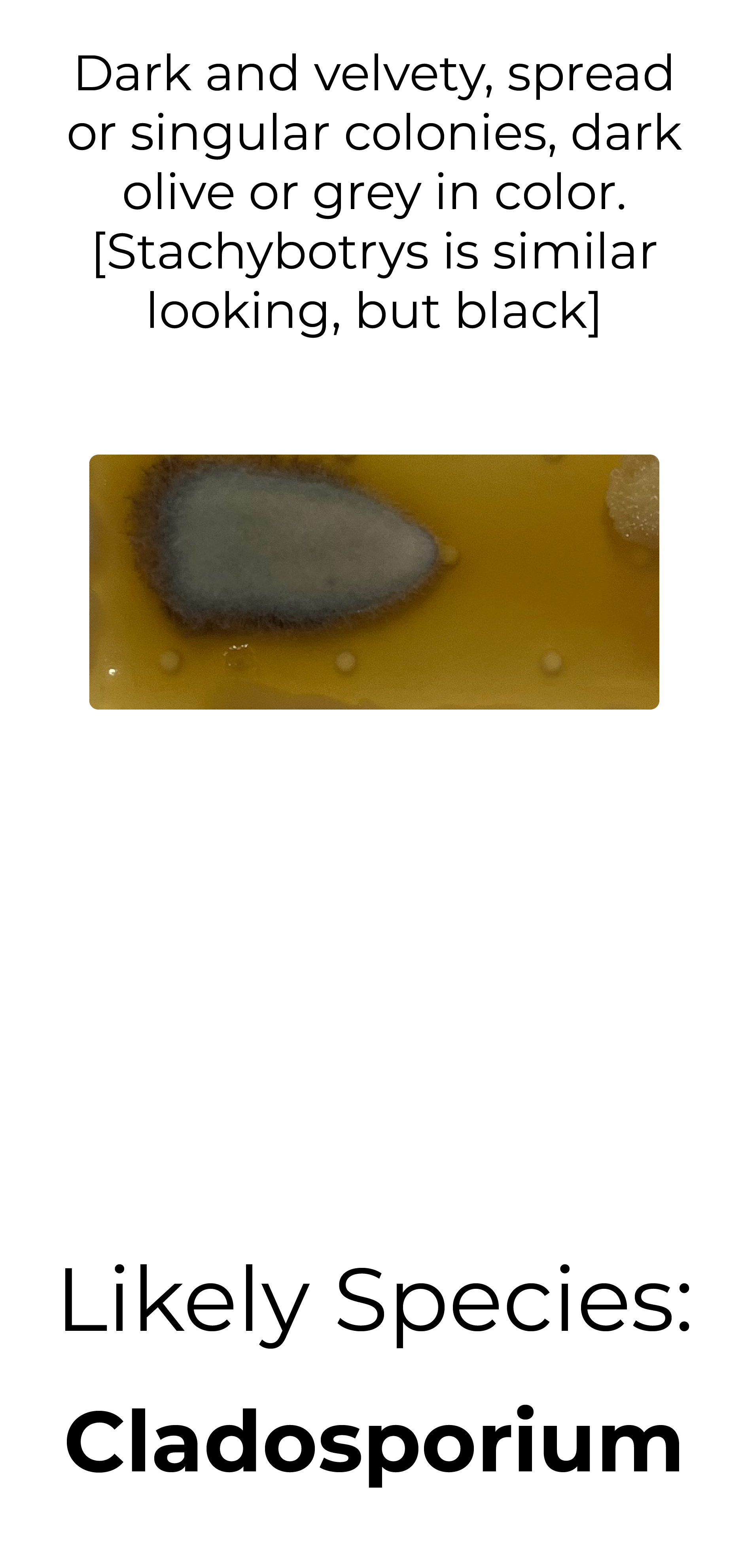 Detekt Rapid Tests