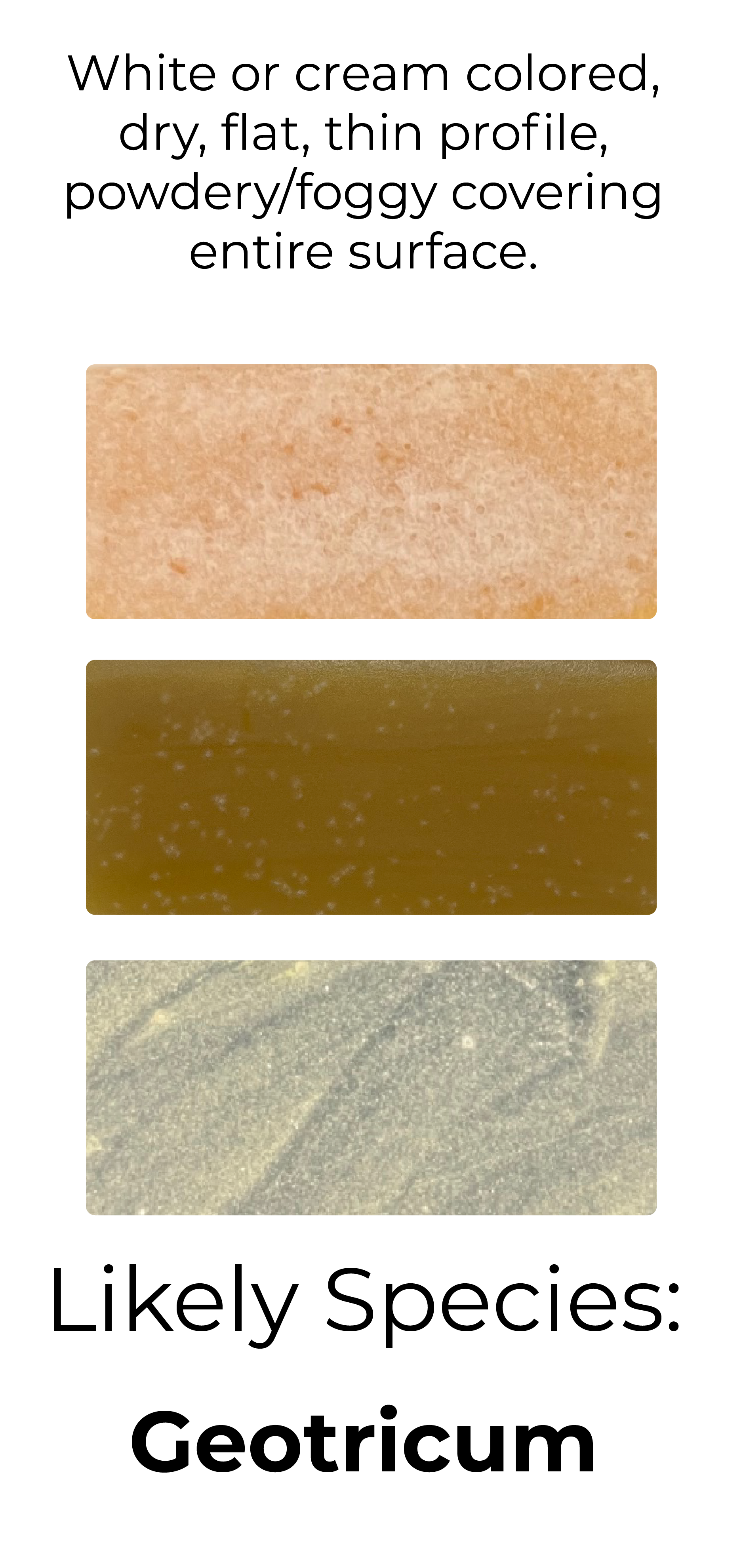 Detekt Rapid Tests