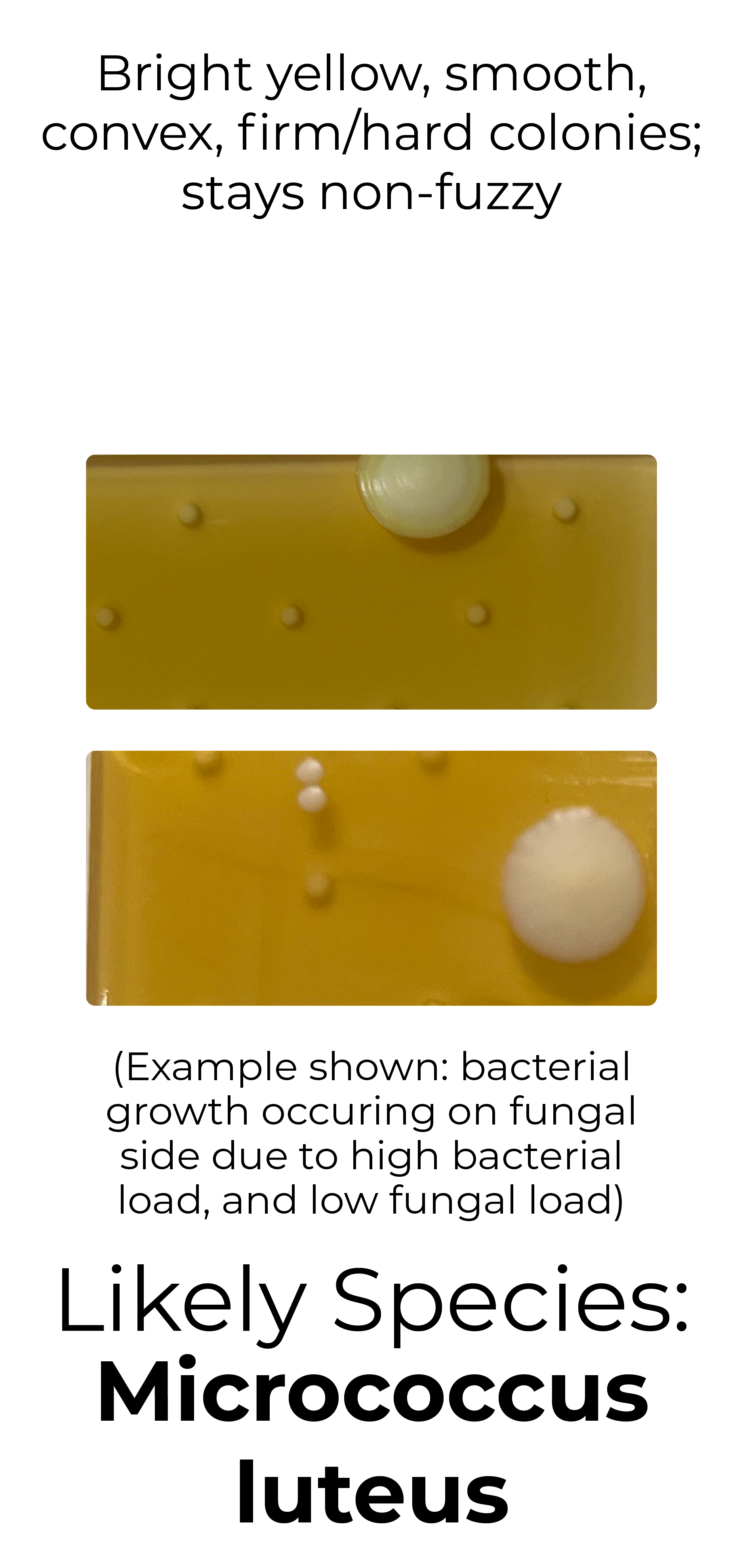 Detekt Rapid Tests
