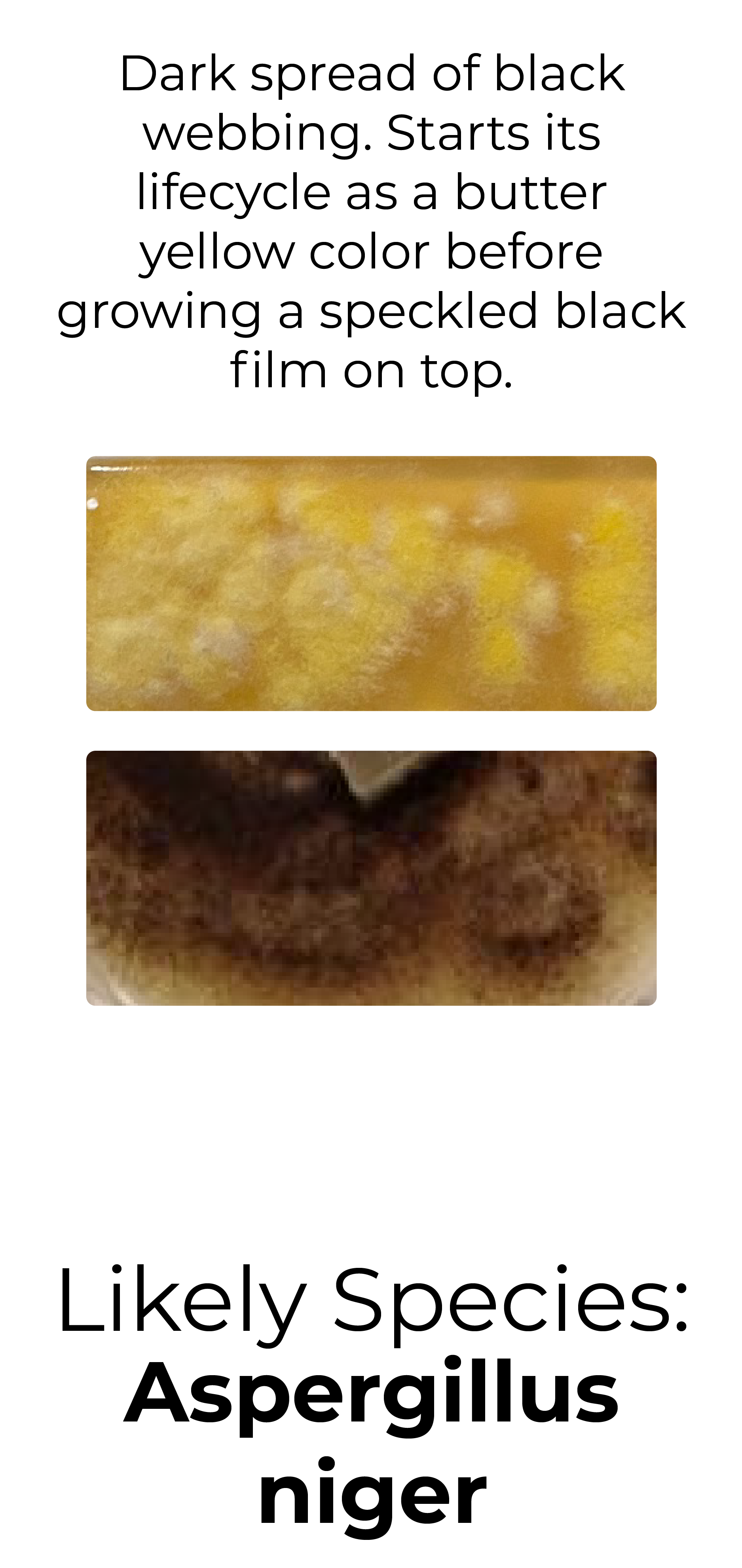 Detekt Rapid Tests