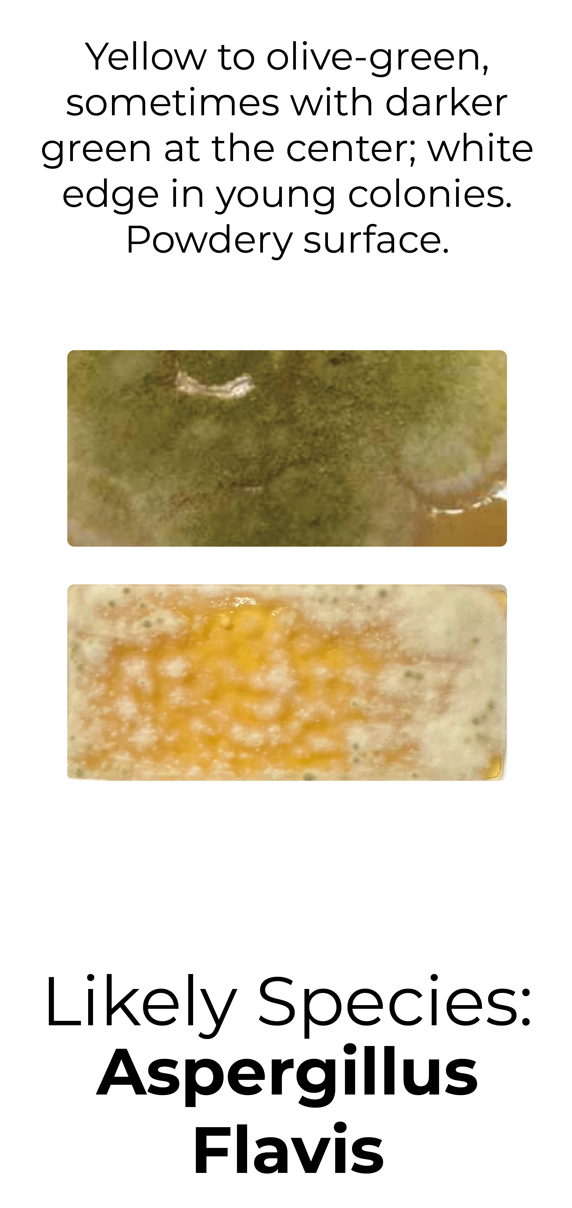 Detekt Rapid Tests