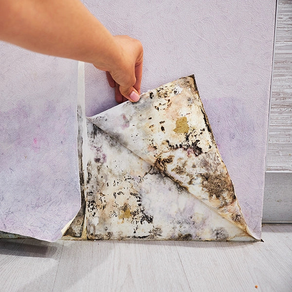 <a href="/pages/category-mold-testing" target="_blank" title="Category: Mold & Indoor Air Quality">Mold & Indoor Air Quality</a>